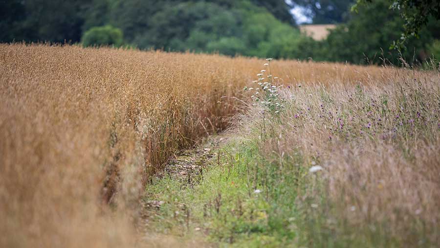 Wildflower field