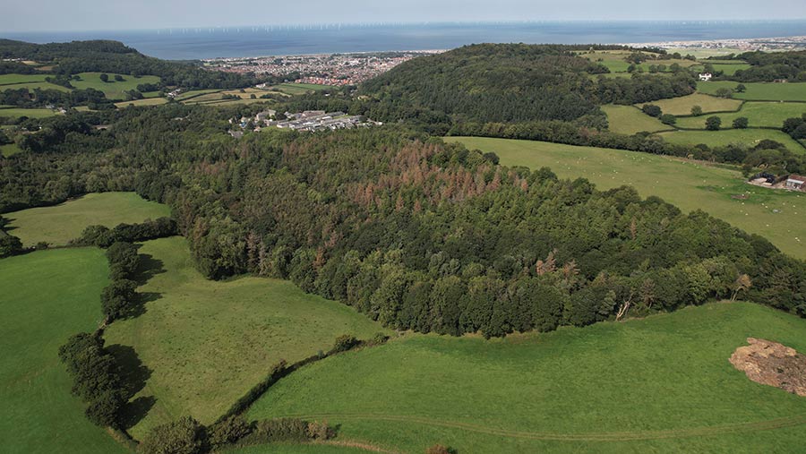 Abergele Woods © Goldcrest