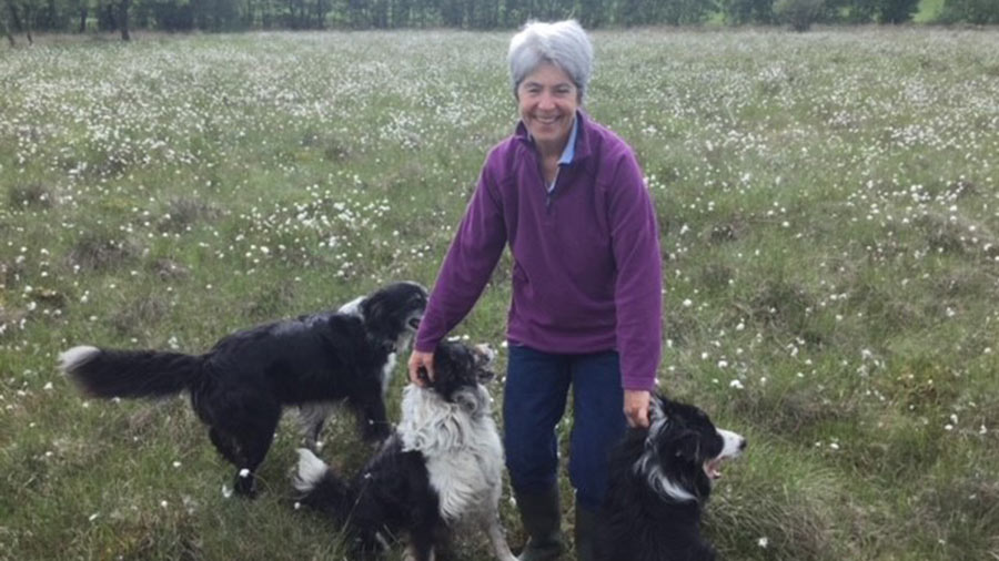 Lady in a field with three dogs