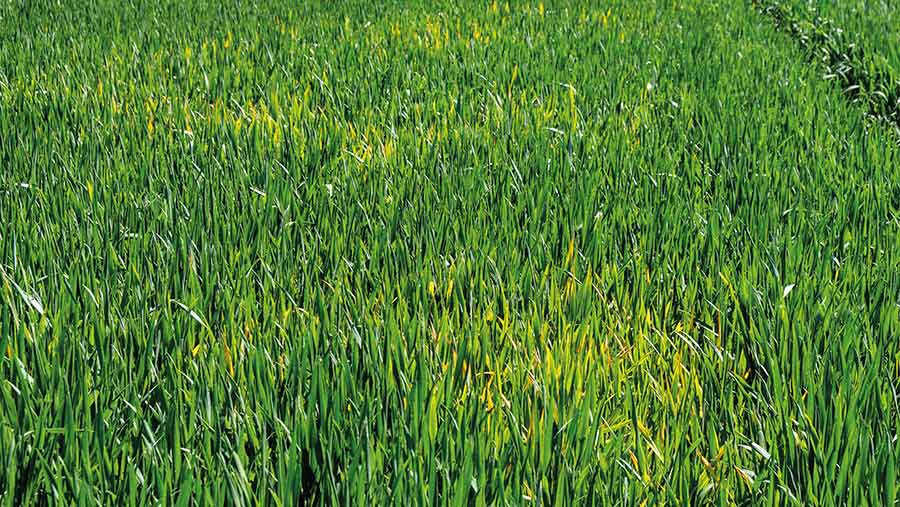 Barley yellow dwarf virus patches in wheat