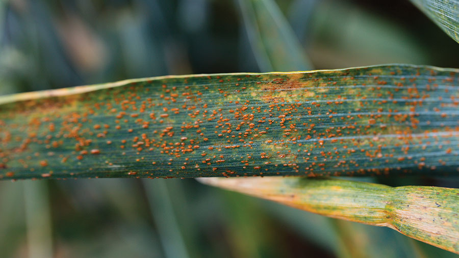 Brown rust