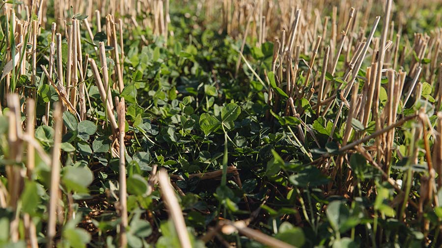 Clover growing in a field