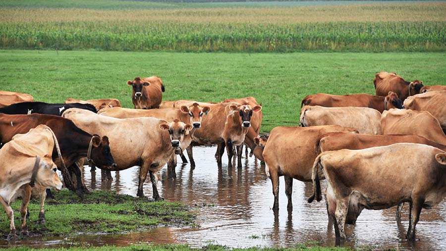 7 ways to prepare grazing herds for big rain events - Farmers Weekly