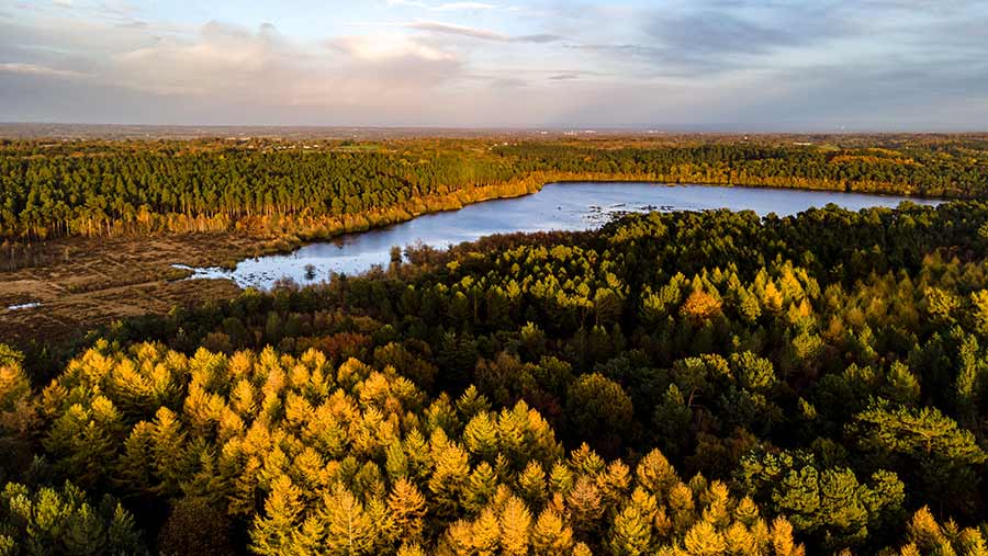 Delamere Forest © Philip/Adobe Stock