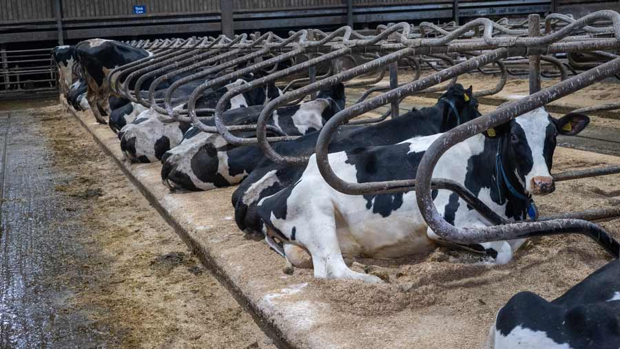 cows in cubicles