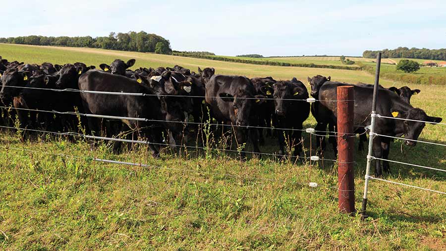 Dairy beef in field with electric fencing