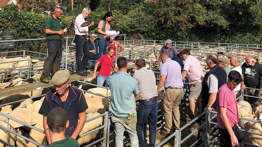 Sheep auctioneer Nick Young (in white shirt) at work at Hailsham market © MAG/Suzie Horne