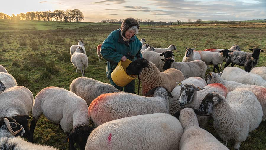 Sheep being fed