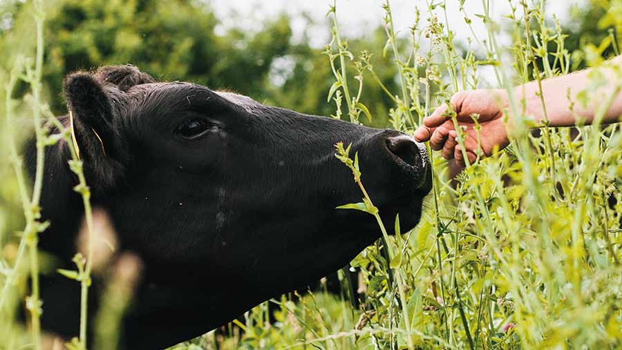 Cow and hand