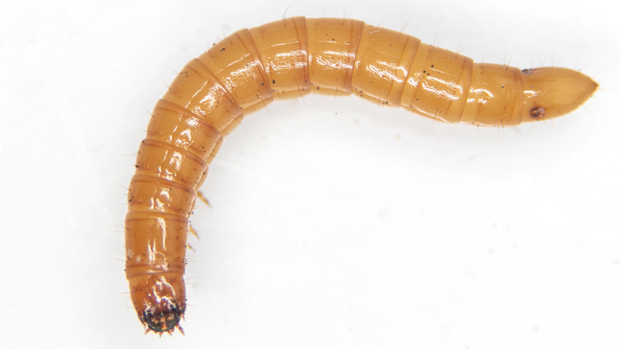 agriotes larvae