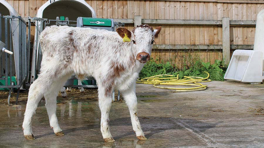 Longhorn-cross dairy calf © Brittany McClean/Buitelaar