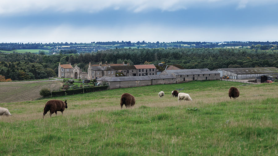 Grazing sheep in front of Raby Farm