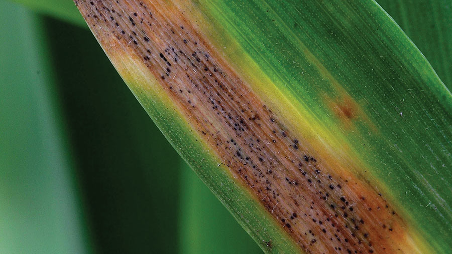 septoria