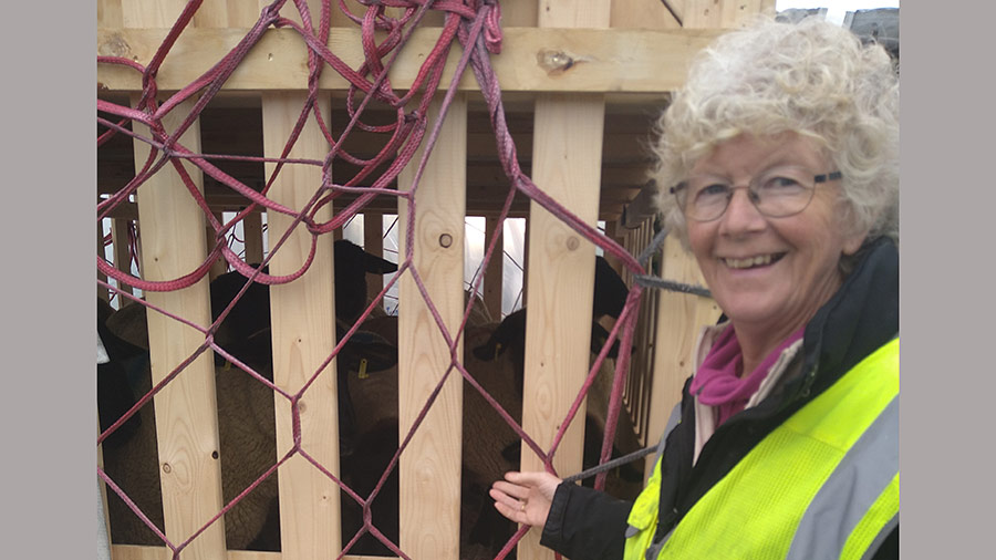 Lady in high-visibility vest stands next to sheep inside crates ahead of them being imported to Georgia