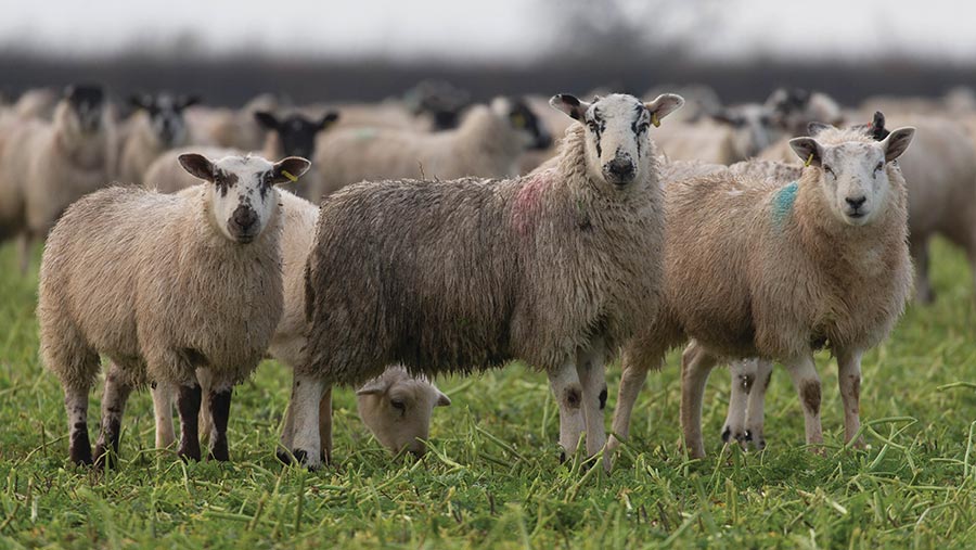 Sheep flock health: Government schemes and farmer priorities - Farmers ...
