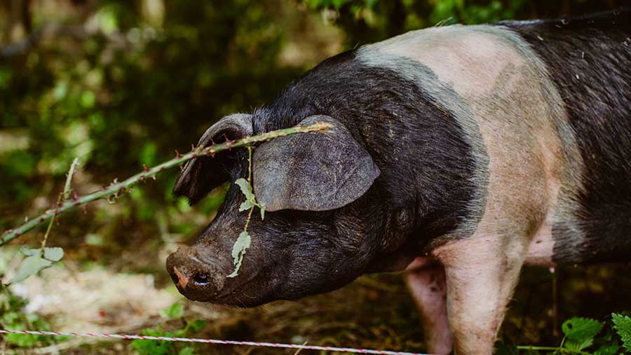 Pig is foliage 