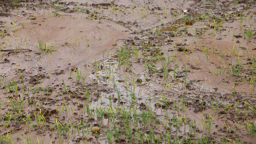Waterlogged, eroded soil