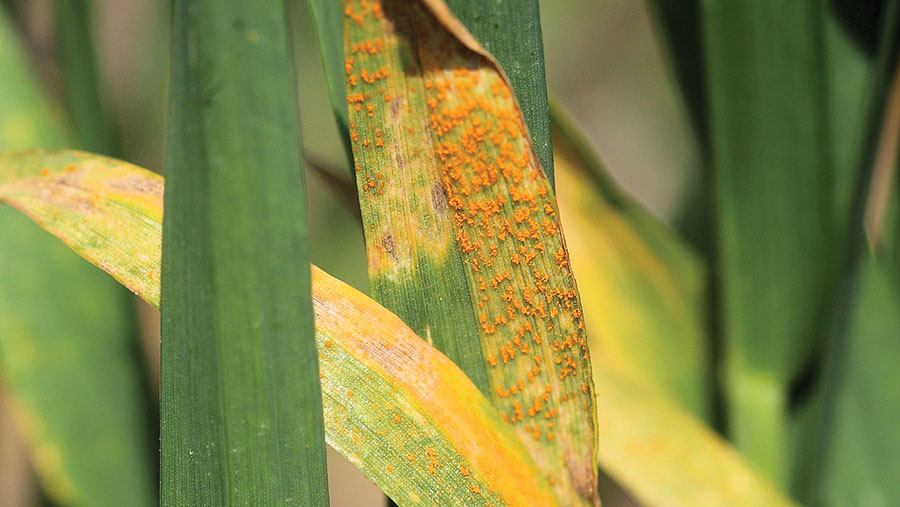 yellow rust