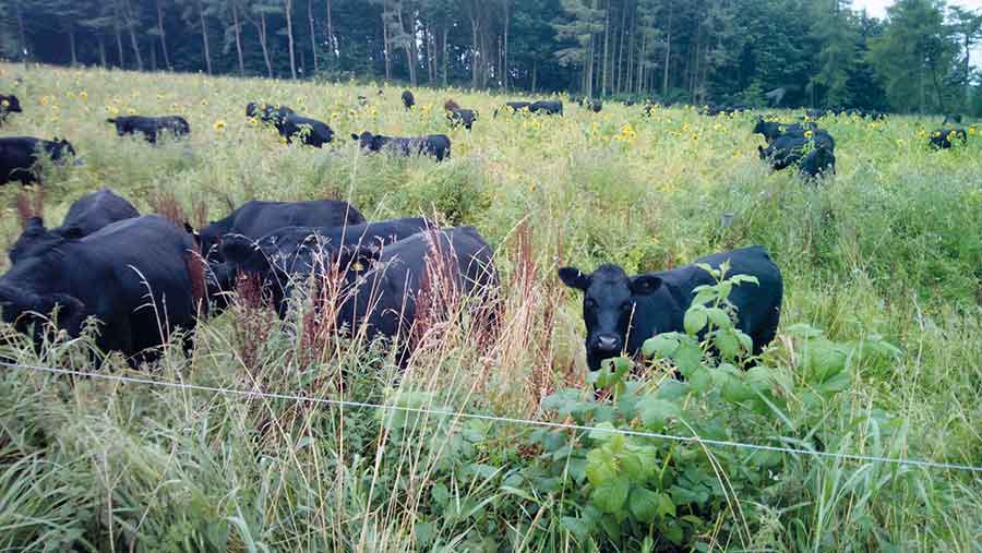 Cattle on multispecies summer cover crop © Doug Christie