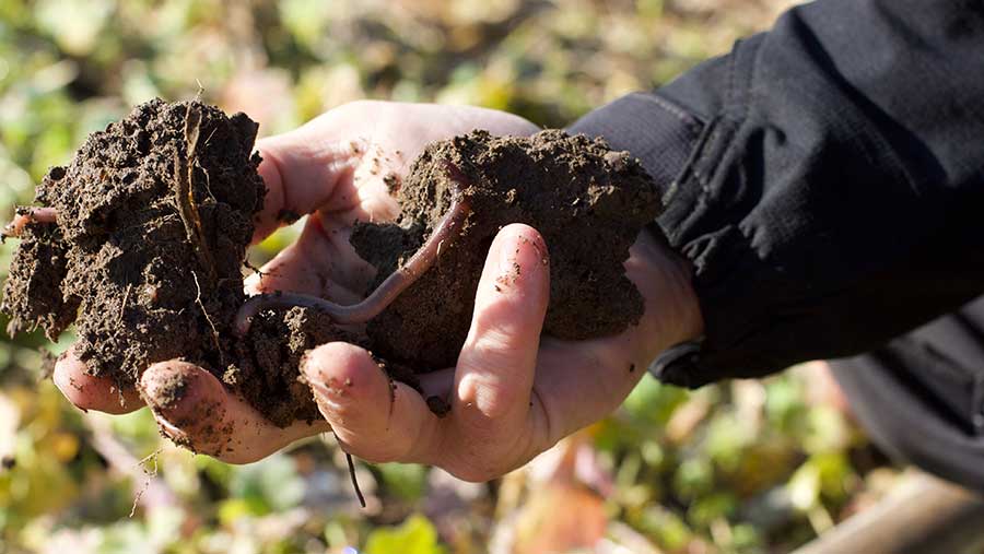 Man holding soil in his hand with worm inside