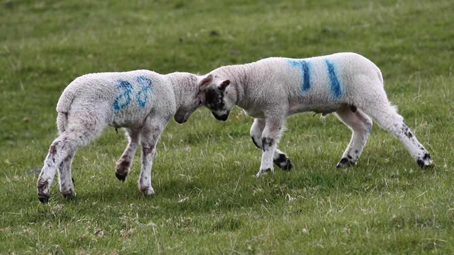 Headbutting lambs