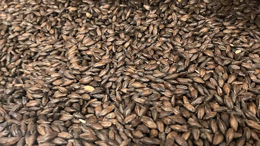 Malted barley grain