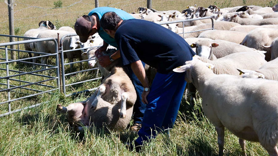 Farmer checking sheep's mouth and teeth