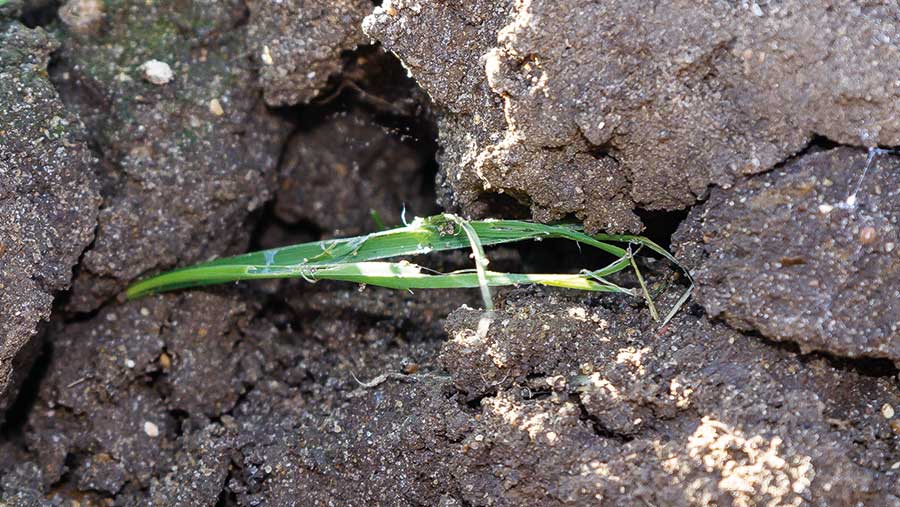 Slug damage on wheat