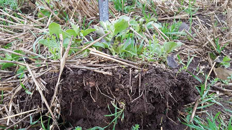 Winter cover crop doing its magic