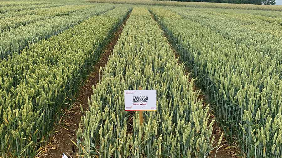 Trial plot of the new soft milling Group 3 wheat variety Bamford from Elsoms Seeds