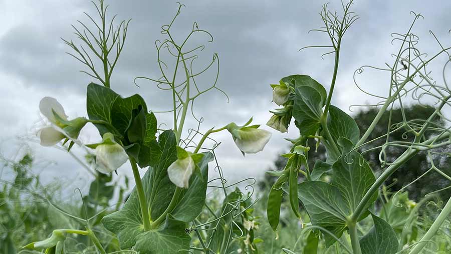 Batist pea variety