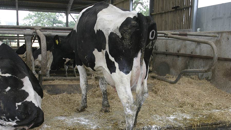 Dairy cows standing