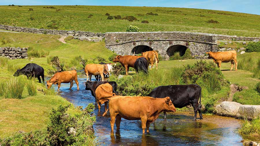 Cows standing in stream with bridge and fields