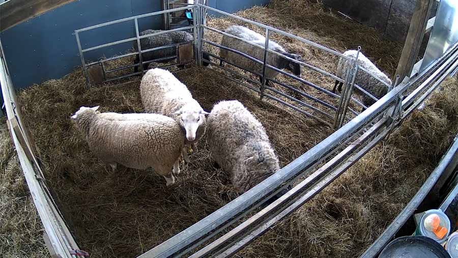 FarmCam Flex overseeing sheep in pen