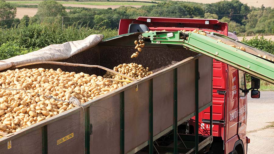 Grading potatoes