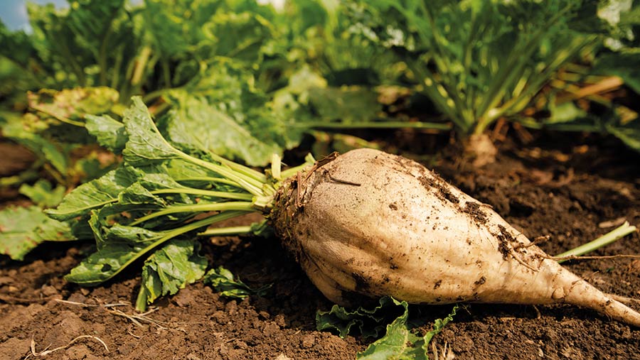 NFU demands Defra intervention in sugar beet price row Farmers