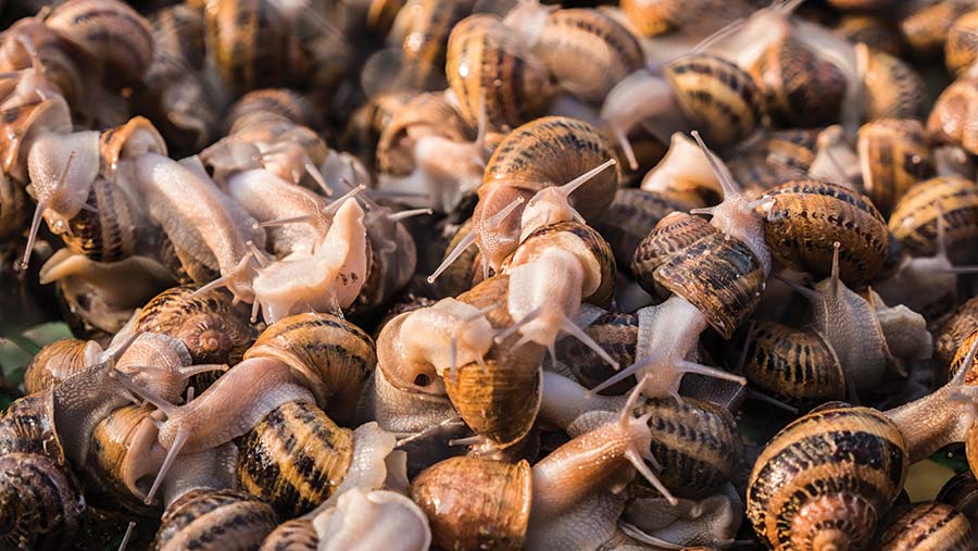 Helix Aspersa Muller snails © Stock Media Production/Adobe Stock