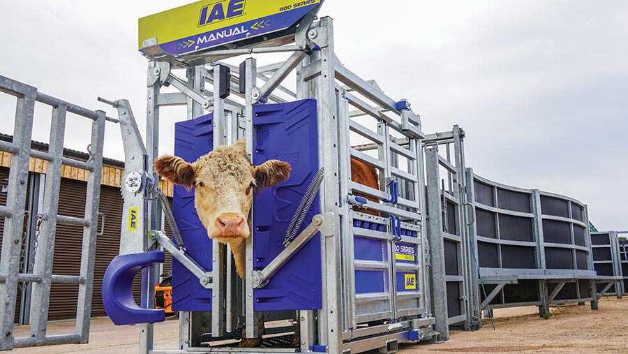 IAE 800 Squeeze cattle crush