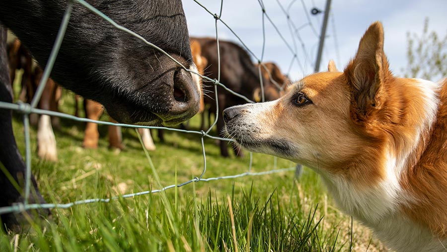 Corgi herding hot sale cows