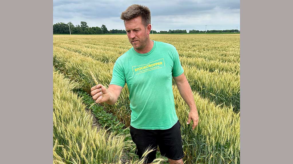 Jason Mauck in relay wheat and soya bean crop
