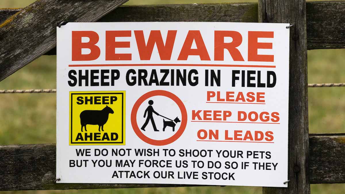 Ireland to issue €300 on-the-spot fines for sheep worrying - Vimarsana News