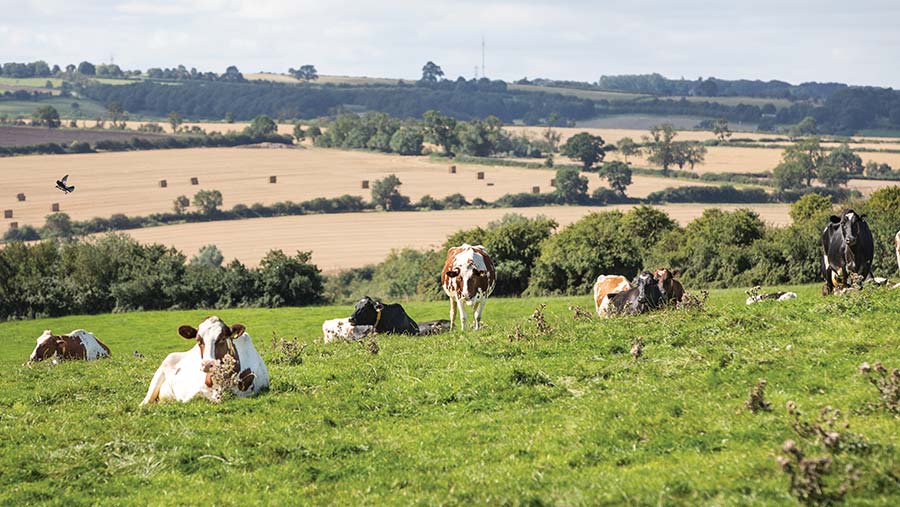 Cows in field