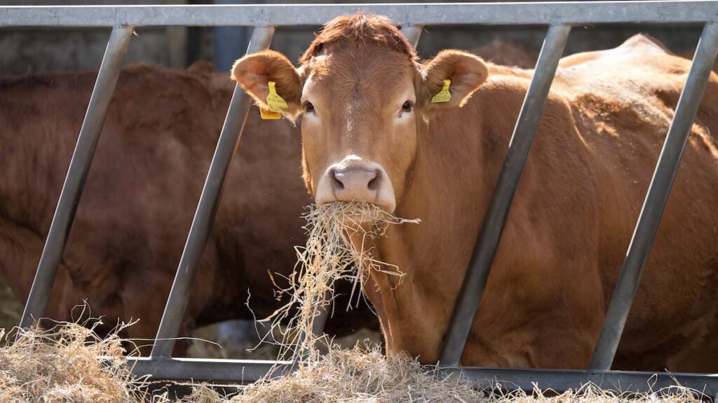 Producers warned over straw feed - Farmers Weekly