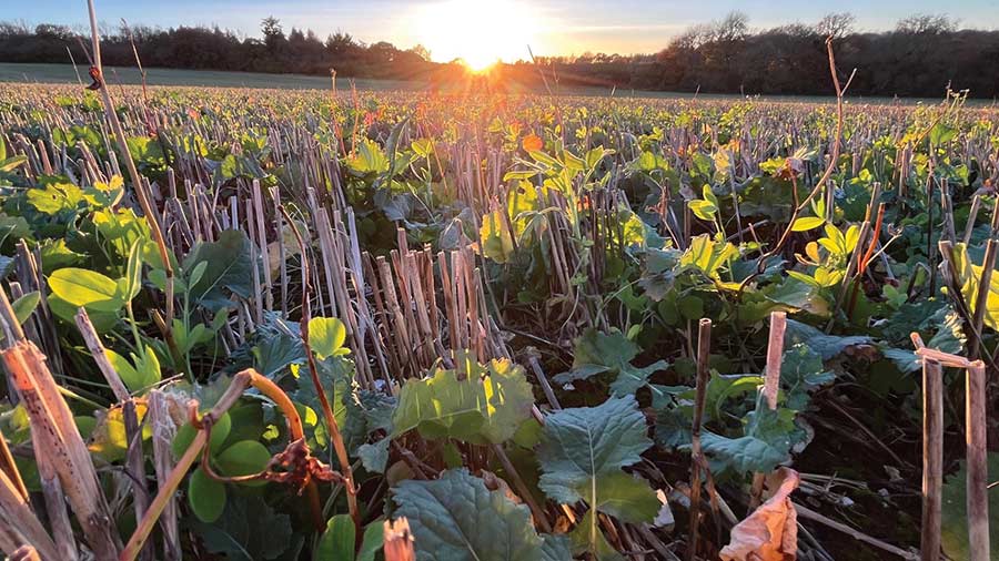 OSR and companion crop © David Miller