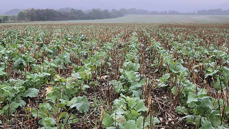 OSR row