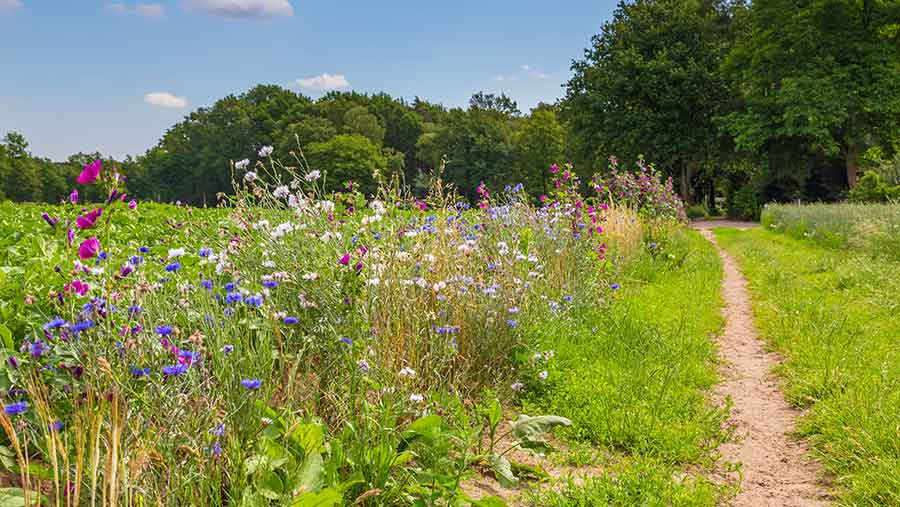 Nature-inclusive sustainable agriculture with wildflowers alongside potato field