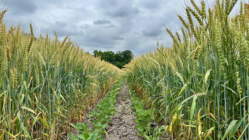 Diversifying crop rotations improves environmental outcomes while keeping  farms profitable