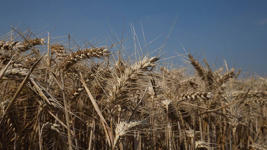 Wheat – variety Skyfall