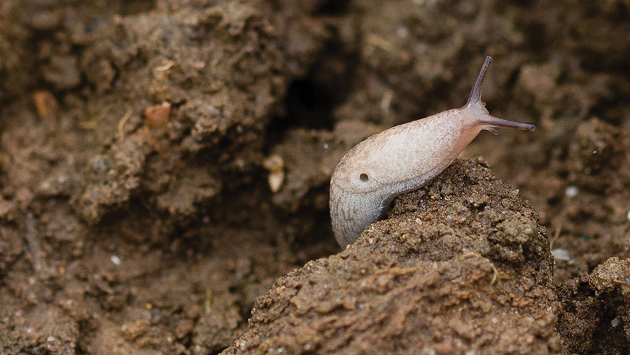 Slug on bare soil