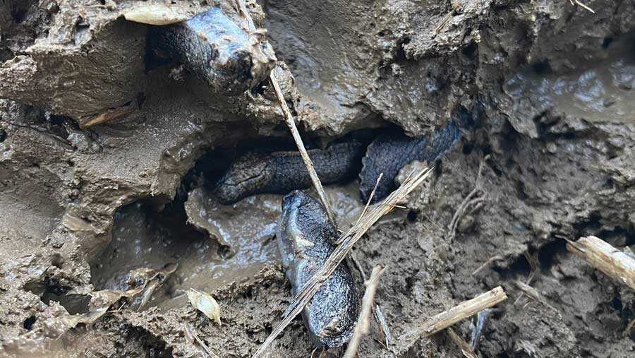 Slugs in soil